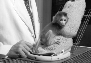 infant attachment-A baby monkey from Harlow's experiment clings to a towel-covered fake mother.