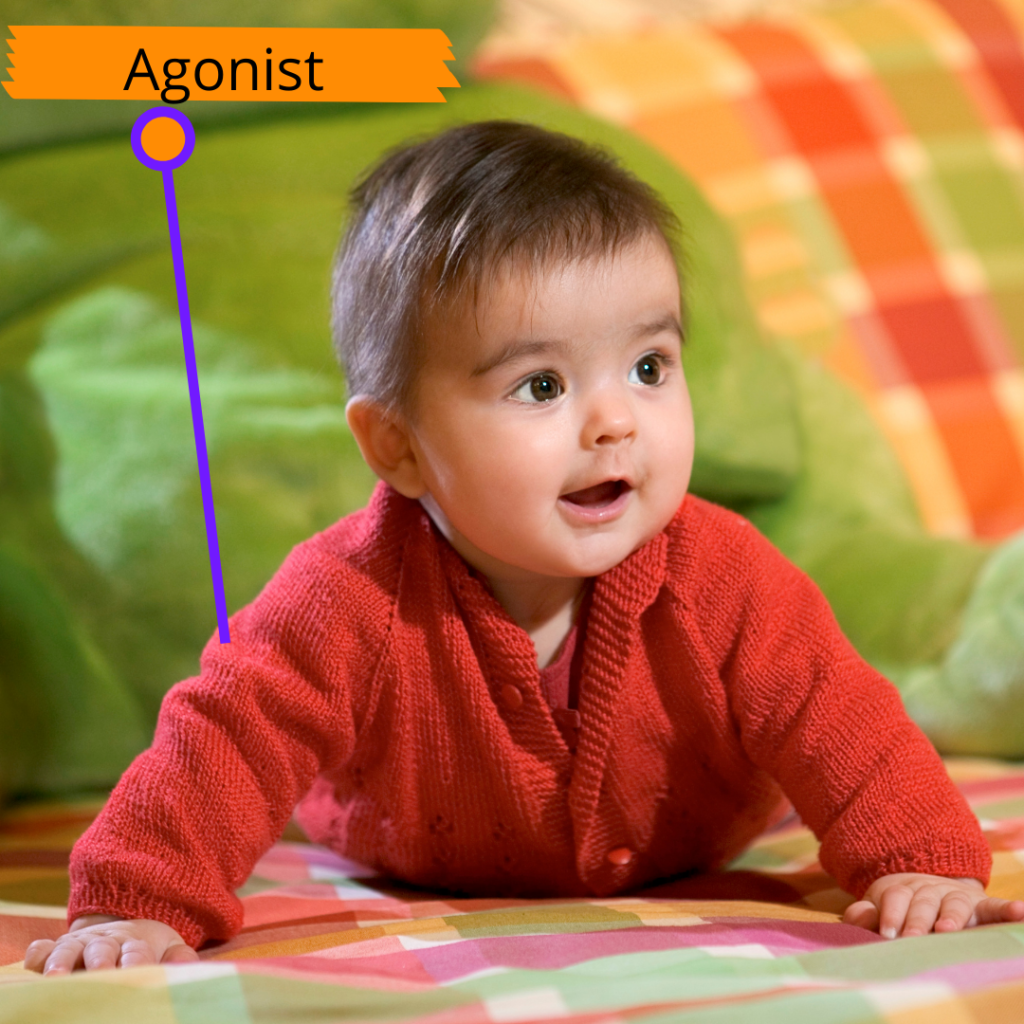 A baby in a red sweater pushes up with straight arms in tummy time. A label for the agonist muscle points to the back of the upper arm.