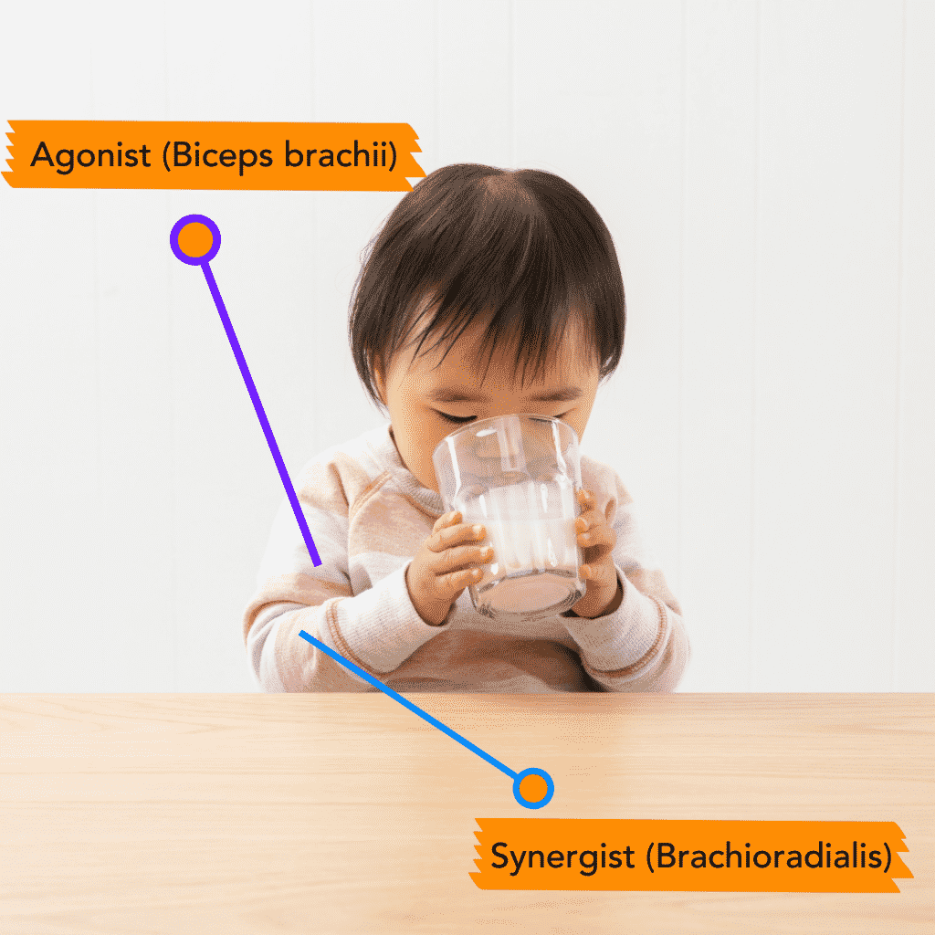 A child uses two hands to bring a cup of milk to their mouth. Labels identify the biceps muscles (agonist) and brachioradialis muscle (synergist).