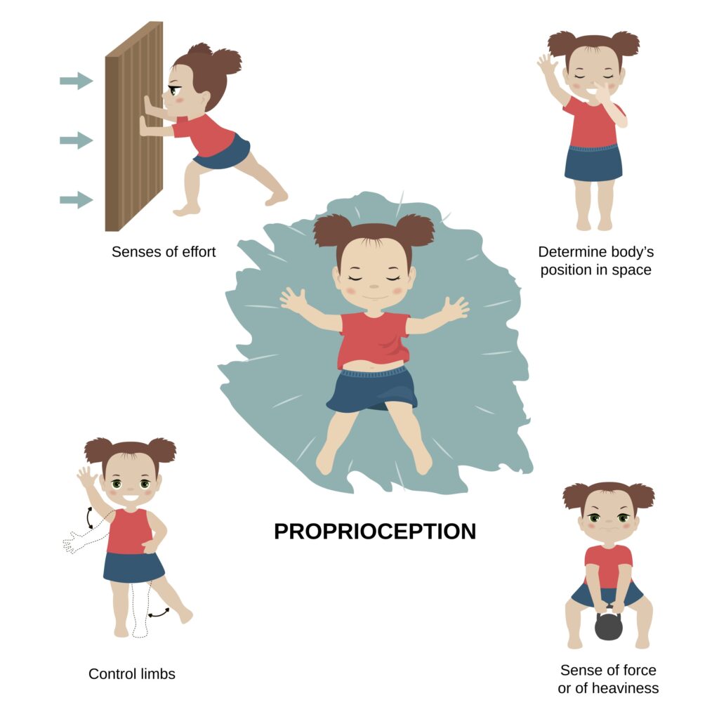 Infographic for proprioception with a drawing of a child in various positions and text to describe 4 parts of proprioception. 1) Child pushing against a wall reads "senses of effort"; 2) Child has one hand raised and the other hand with a finger on their nose reads "Determine body's position in space"; 3) Child shown moving one arm and opposite leg to the sides reads "Control limbs"; 4) Child lifting kettlebell in squat position reads "Sense of force or of heaviness"